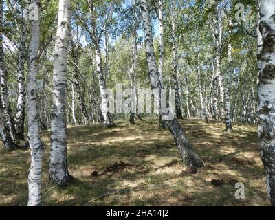 Sunny birch forest in summertime Stock Photo