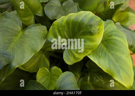 Closeup of the green leaves of a plant of the calla or water lily type of outdoor plant, (Zantedeschia aethiopica) Stock Photo