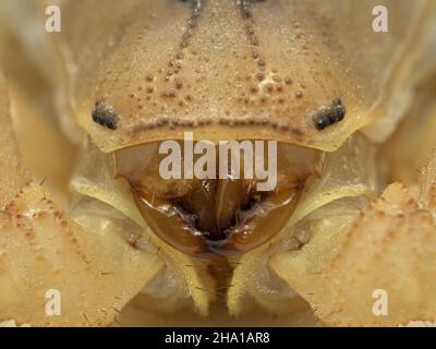 Close-up of the head and jaws of a highly venomous fat tail scorpion (Androctonus australis). This species from North Africa and the Middle East, is o Stock Photo