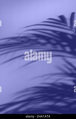 Abstract background palm leaves shadow on white wall. Stock Photo