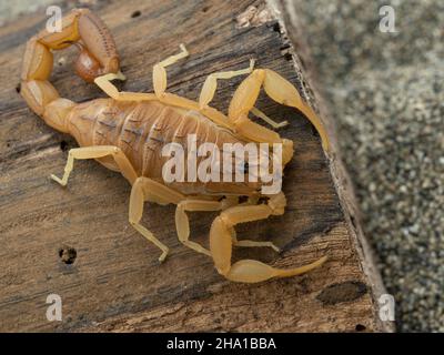 Pretty Indian red scorpion (Hottentotta tamulus) resting on bark, a ...