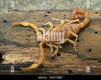 Highly venomous Indian red scorpion (Hottentotta tamulus) crawling on wood with pedipalps extended Stock Photo