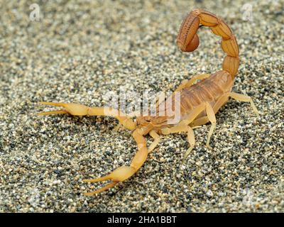 Side view of a highly venomous Indian red scorpion (Hottentotta tamulus) on sand Stock Photo