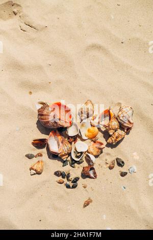 Many Different Seashells Lie on the Golden Sand of Sea Beach. Nature Decorations Stock Photo