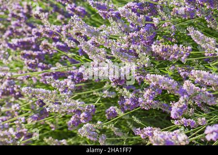 Field of blurred French lilac purple fragrant Lavender, Lavandula angustifolia or Lavandula officinalis Stock Photo