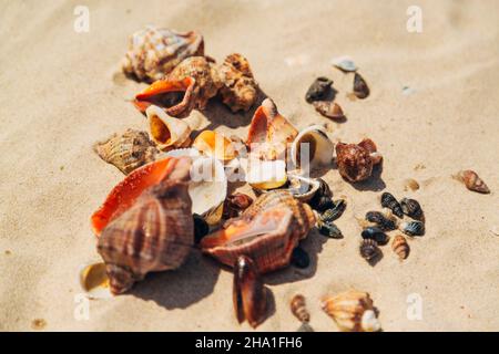 Many Different Seashells Lie on the Golden Sand of Sea Beach. Nature Decorations Stock Photo