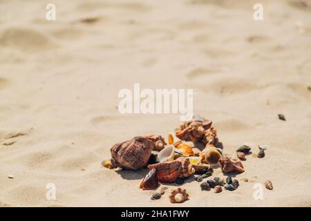 Many Different Seashells Lie on the Golden Sand of Sea Beach. Nature Decorations Stock Photo