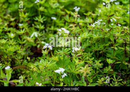 Botanical collection, asperula odorata or bedstraw flowering plant in summer Stock Photo