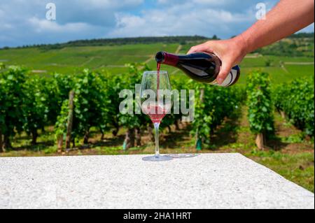 Sommelier or waiter pouring of burgundy red wine from grand cru pinot noir vineyards, glass of wine and view on green vineyards in Burgundy Cote de Nu Stock Photo