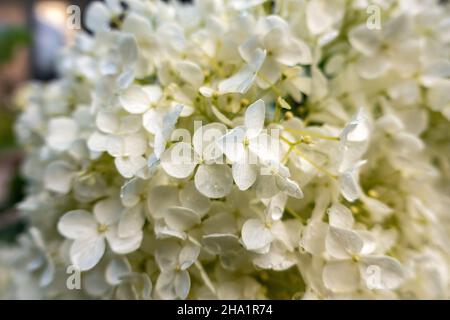 White Smooth Hydrangea garden flower in the domestic home garden Stock Photo