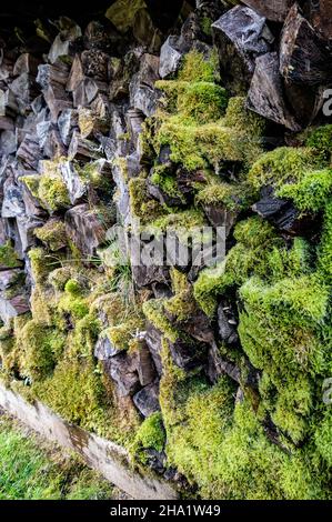 Garden moss growing on old logs in log store Stock Photo