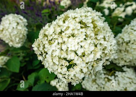 White Smooth Hydrangea garden flower in the domestic home garden Stock Photo