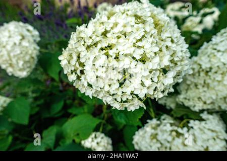 White Smooth Hydrangea garden flower in the domestic home garden Stock Photo