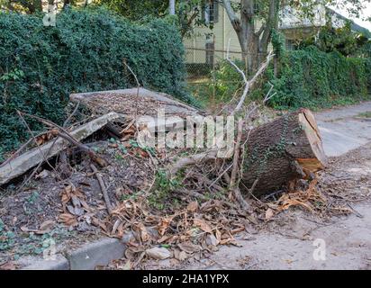 Remnants of collapsed tree trunk and severely buckled sidewalk after wind damage from Hurricane Ida Stock Photo