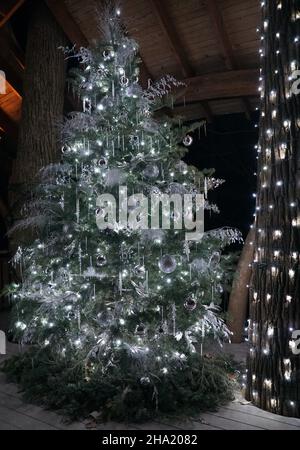 Beautiful fir tree with silver ribbons and Christmas lights in room ...