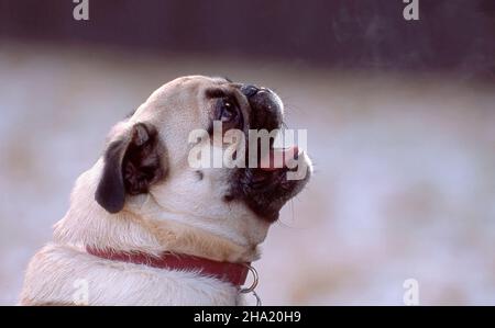 A close up side view of a pug dog barking Stock Photo