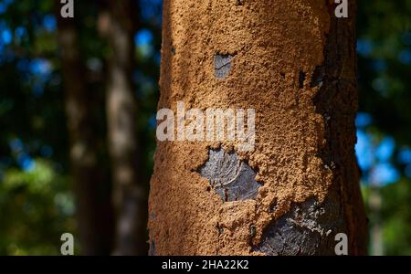 Muddy soil from termites on trees trunk Stock Photo