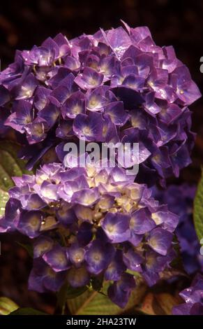 PURPLE & CREAM HYDRANGEA MACROPHYLLA PLANT. Stock Photo