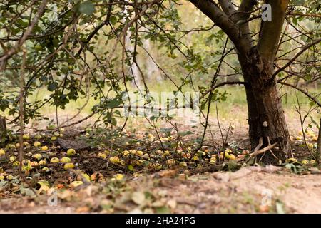 The apple tree has bent the branches from the abundance of apples, the apples fall to the ground. Russia, autumn.  Stock Photo