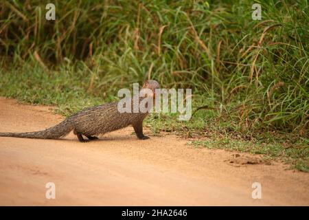 Indian grey mongoose crossing road, Herpestes edwardsi, Jhalana, Rajasthan, India Stock Photo