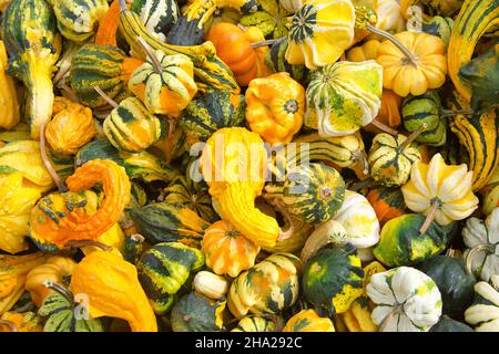 Top view flat lay of many shapes and sizes autumn gourds in various color combinations. Popular holiday decoration. Stock Photo