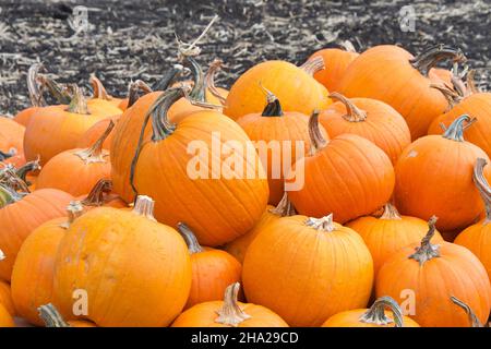 Close up of pile of stacked ripe organic pumpkins in the field. Autumn harvest. Stock Photo