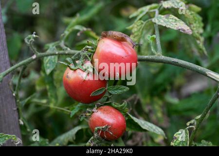 A closeup of a slug tomato pest on a fresh garden . Insects destroy green and ripening fruits. In addition, slugs carry infections among plants. a significant decrease in productivity loss of yield. Stock Photo