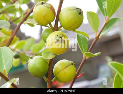 Close up of lemon guavas ripening on tree branch. Some green some turning yellow. Stock Photo