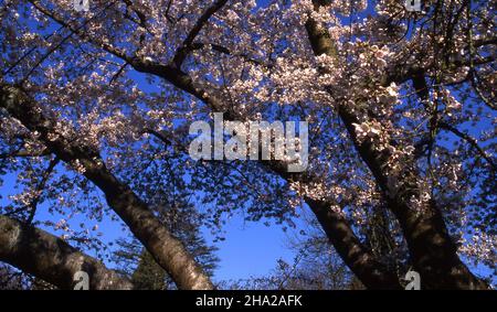CHERRY BLOSSOM (PRUNUS) TREE IN FULL FLOWER. Stock Photo