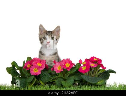 Portrait of a grey and white tabby kitten sitting behind pink and yellow primrose flowers with green grass in front, isolated on white. Stock Photo
