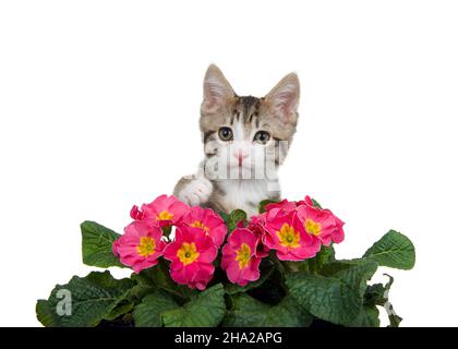 Portrait of a grey and white tabby kitten sitting behind pink and yellow primrose flowers reaching one paw towards viewer, isolated on white. Stock Photo