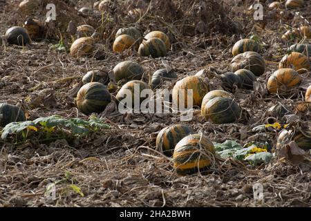 group of ripe pumpkins growing in the soil on the field Stock Photo