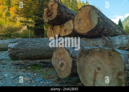 Sawn tree trunks in the mountains. Harvesting trees for winter in the mountains Stock Photo