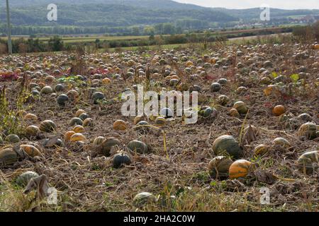 Pumkin field with different typ of pumpkins on autumn day Stock Photo