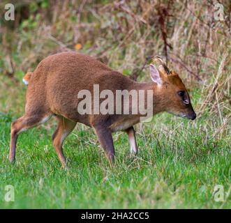 Muntjac buck in the Cotswold Hills grassland Stock Photo