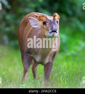 Muntjac buck in the Cotswold Hills grassland Stock Photo