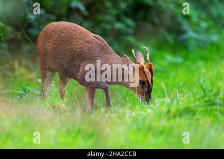 Muntjac buck in the Cotswold Hills grassland Stock Photo