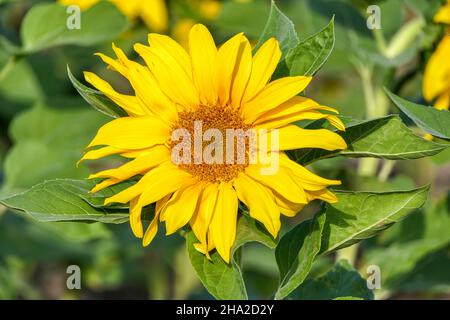 Sunflower flower closeup on a blurred background. Blooming plant Stock Photo