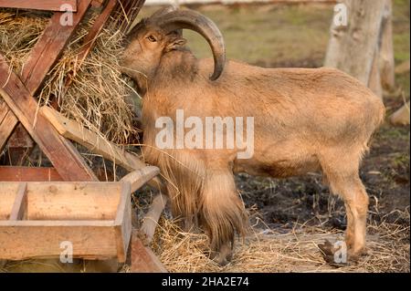 The maned ram eats hay, the animal in the zoo, the large rounded horns of the ram. Stock Photo
