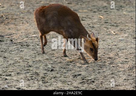 Small Chinese muntjaki in a zoo, an animal with small horns. new Stock Photo