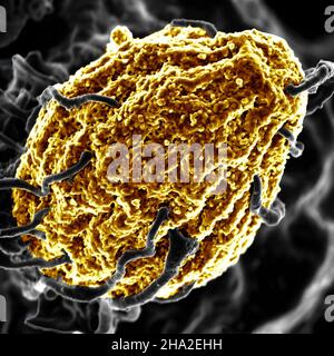 Phagocytosis of a dead yeast particle Stock Photo