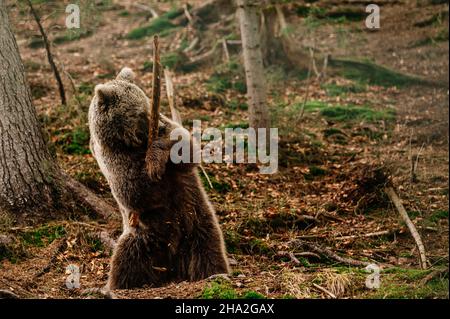 A playful predator with a wooden stick, a bear holding a wooden stick in his hands and playing with it, bears of the Synevyr glade. Stock Photo