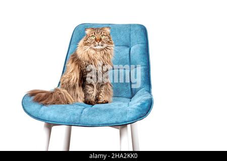 Sweet longhair Highland Scottish Fold cat standing on turquoise velvet chair isolated on white background, copy space. Young Highland Fold female cat Stock Photo