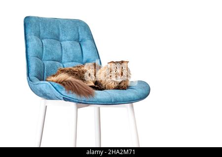 Pretty curious longhair Highland Scottish Fold cat lying on turquoise velvet chair isolated on white background. Funny lovely Highland Fold female cat Stock Photo