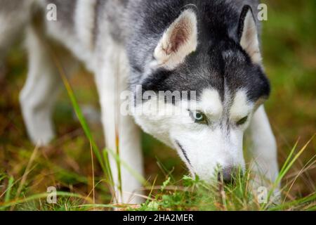Siberian Husky dog digging ground and sniffing, curious Siberian Husky dog digging hole in garden grass. Husky dog walking outdoor Stock Photo