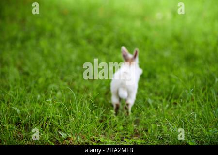 White rabbit running away on green grass, blurred unfocused background. Little white rabbit jumping on green lawn in city park. Easter fluffy bunny ra Stock Photo