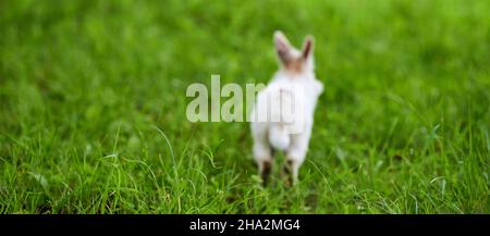White rabbit running away on green grass, blurred unfocused background. Little white rabbit jumping on green lawn in city park. Easter fluffy bunny ra Stock Photo