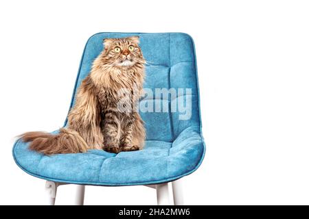 Sweet longhair Highland Scottish Fold cat standing on turquoise velvet chair isolated on white background, copy space. Young Highland Fold female cat Stock Photo