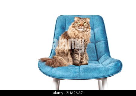 Sweet longhair Highland Scottish Fold cat standing on turquoise velvet chair isolated on white background, copy space. Young Highland Fold female cat Stock Photo