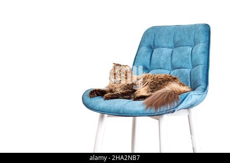Pretty curious longhair Highland Scottish Fold cat lying on turquoise velvet chair isolated on white background. Funny lovely Highland Fold female cat Stock Photo
